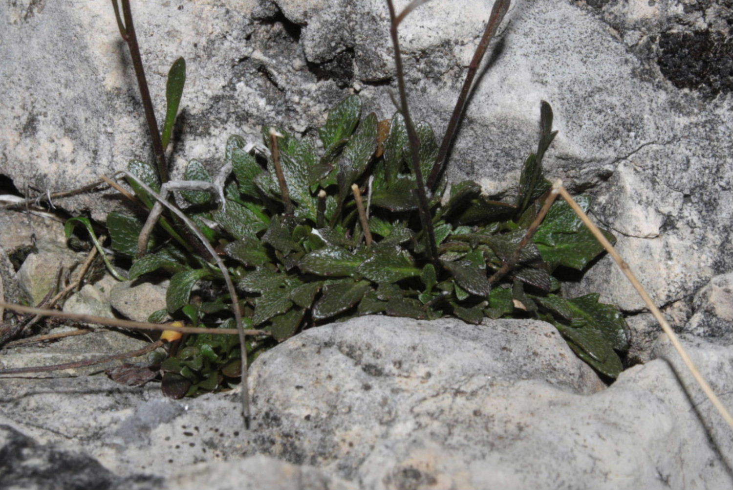 Kernera saxatilis  / Coclearia delle rupi